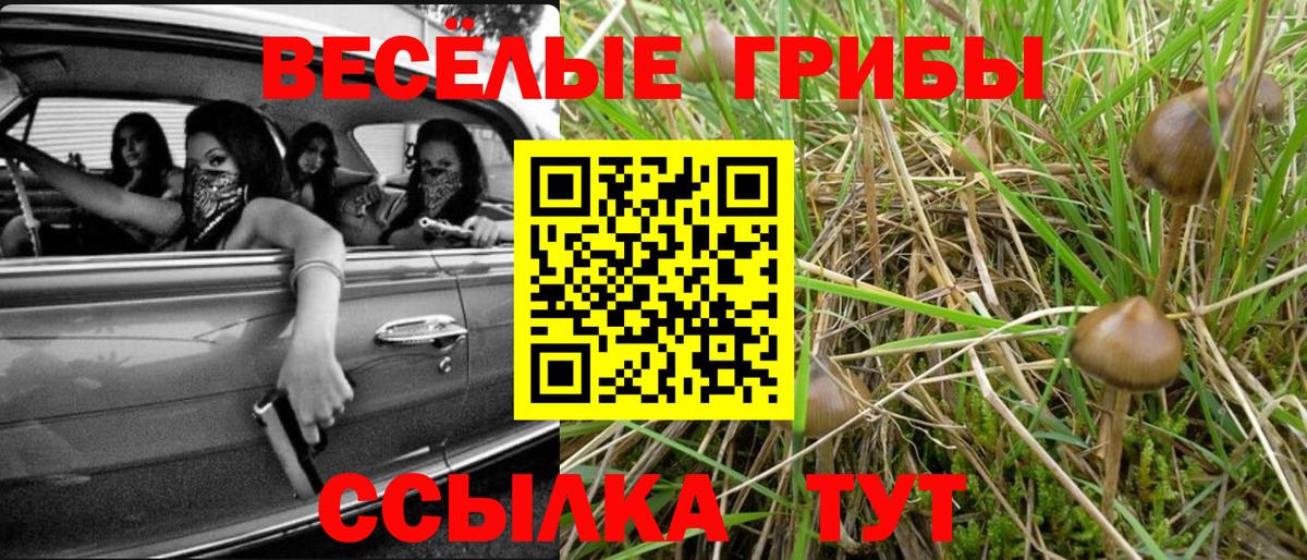 Можга  Псилоцибиновые грибы прущие грибы  Вход с VPN 